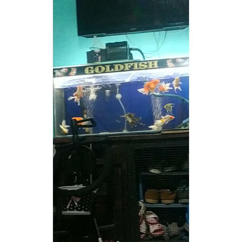 stiker aquarium awas ikan galak lucu unik stiker depan kaca waterfroof