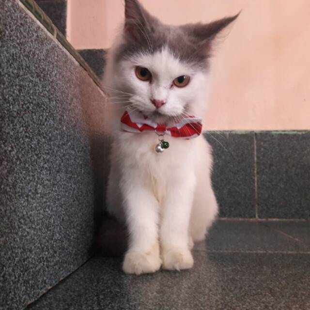 Dasi kucing lucu / bowtie / kalung dasi / aksesoris kucing / baju kucing