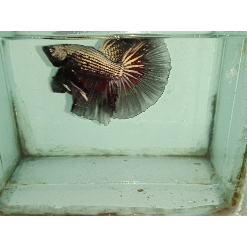 Cupang hias Plakat / Halfmoon