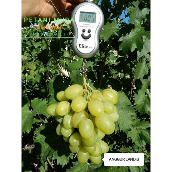 bibit anggur import Landysh