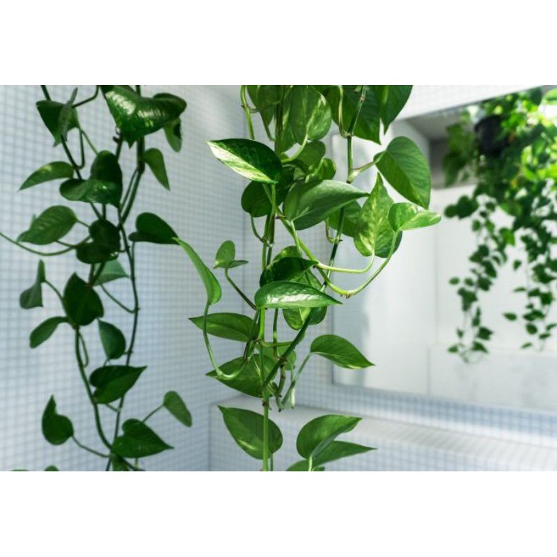 Sirih Gading Stek Tanaman Hias Merambat Panjang 100 cm