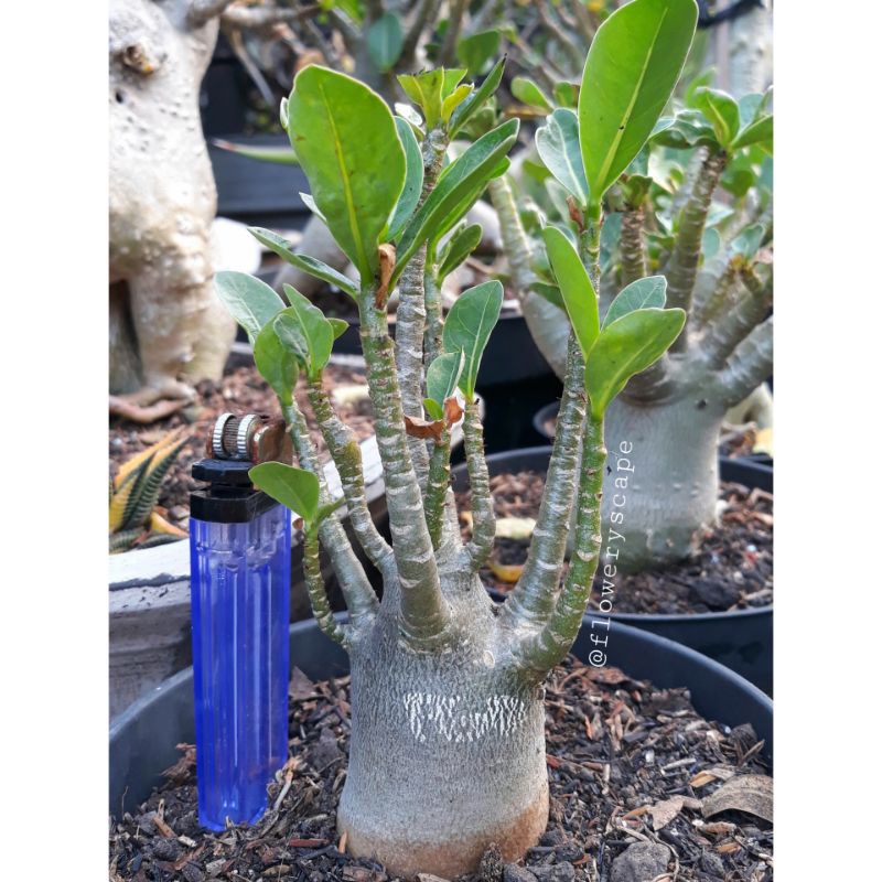 Adenium mkmk /adenium karakter