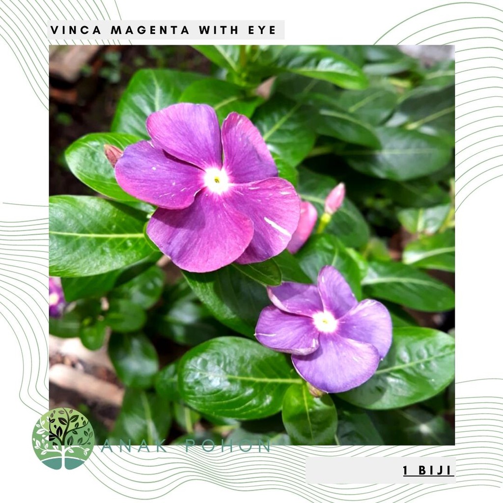 Benih Bibit Biji - Vinca Magenta With Eye Flower Seeds