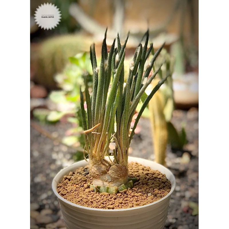 Kaktus Astrophytum caput medusae