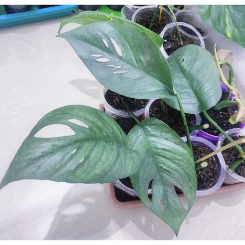 Epipremnum Cebu Blue