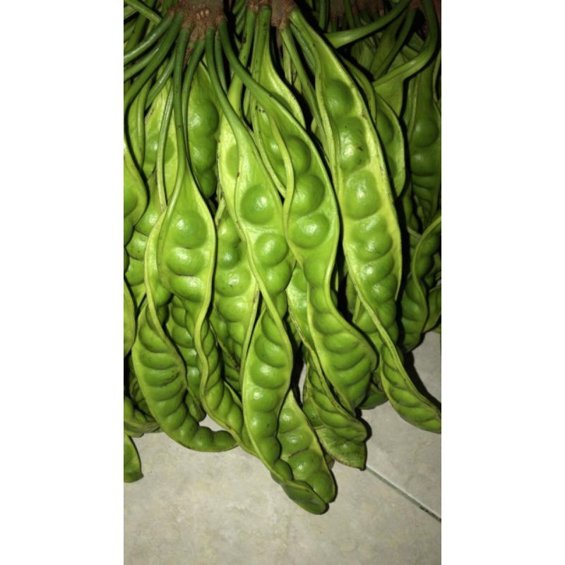 

Pete segar buah pete per 1 iket / 10 lonjor