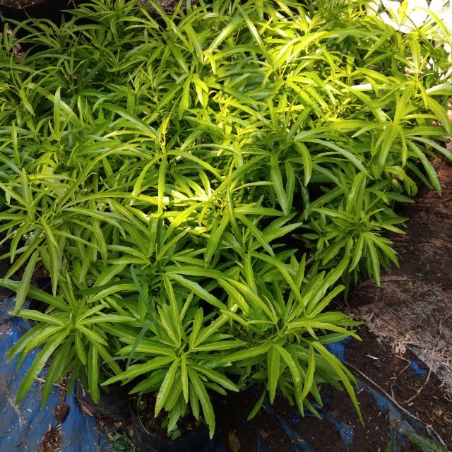 Tanaman zodia -tanaman pengusir nyamuk zodia