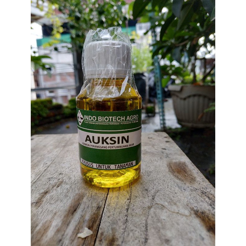 Hormon Auksin / Auxin
