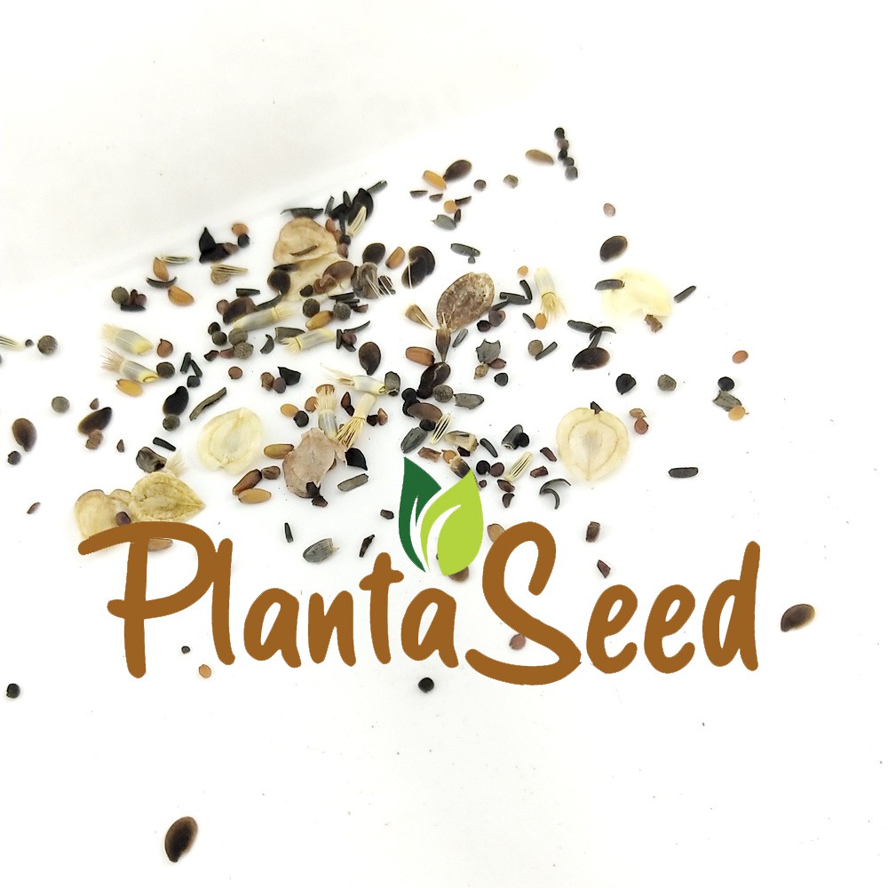 PlantaSeed - 200 Seeds - 18 Jenis Rocky Mountain Wildflower - PAS0230