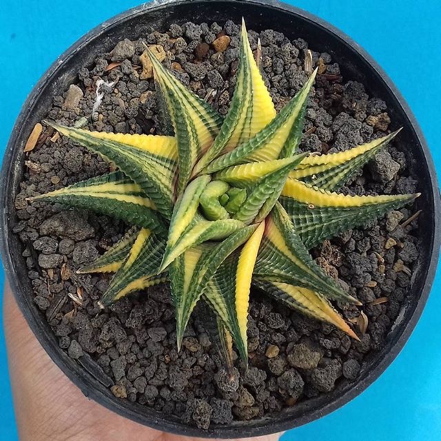 Kaktus Haworthia/Haworthia Limifolia Var