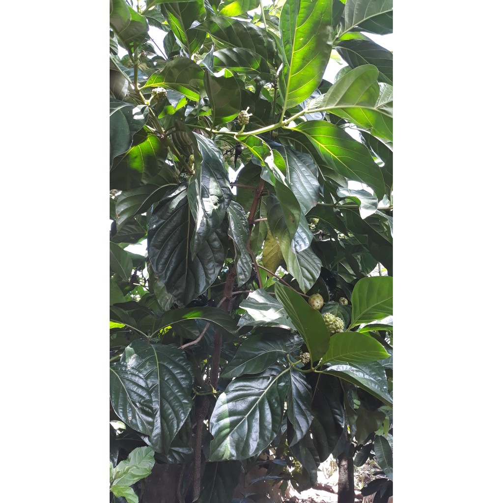 

TERBARU Promo 1 kg Daun mengkudu/ Pace Segar/ Buah Noni Herbal Alami