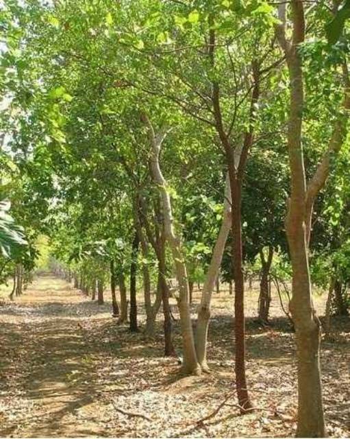Jual Bibit Tanaman Pohon Cendana Bali Jenis Super Kualitas Terbaik Untuk Kebun Kayu Cendana Pembibitan Indonesia Shopee Indonesia