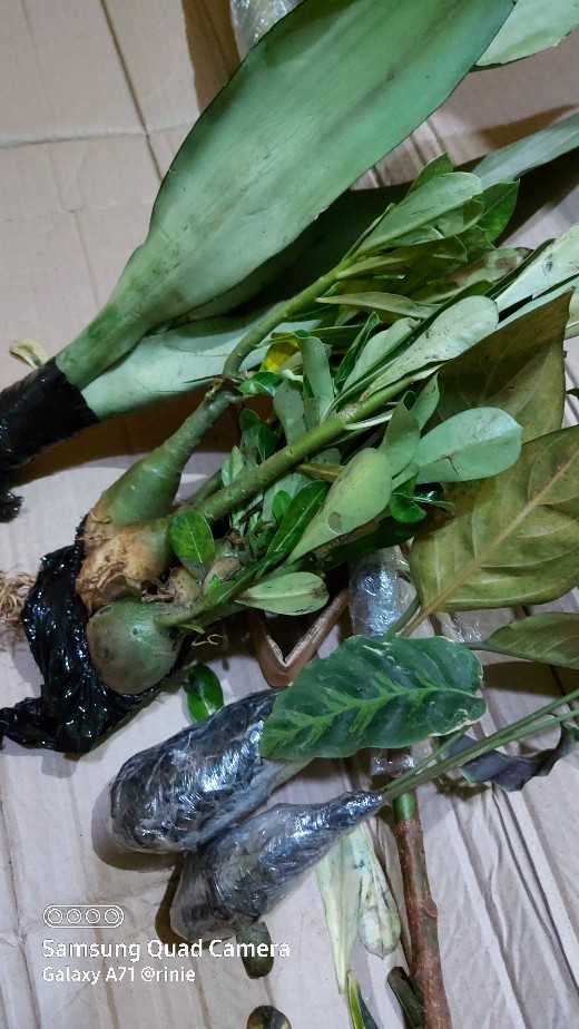 Tanaman Hias Sansivera Moon Shine