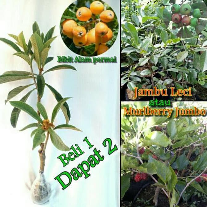 Bkk Bibit Tanaman Buah Leci Biwa Bonus Jambu Leci Atau Murlberry