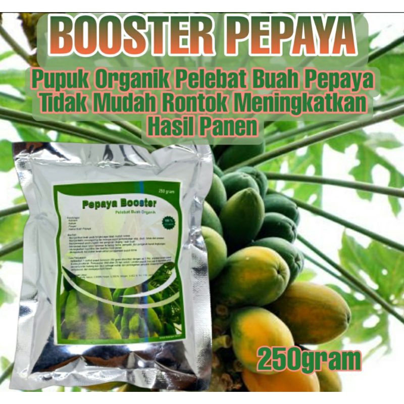 Pupuk Pelebat Buah Pepaya Organik dan Booster Perangsang Pepaya Agar Cepat Berbuah Lebat