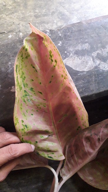 Aglonema Murah Warna Pink