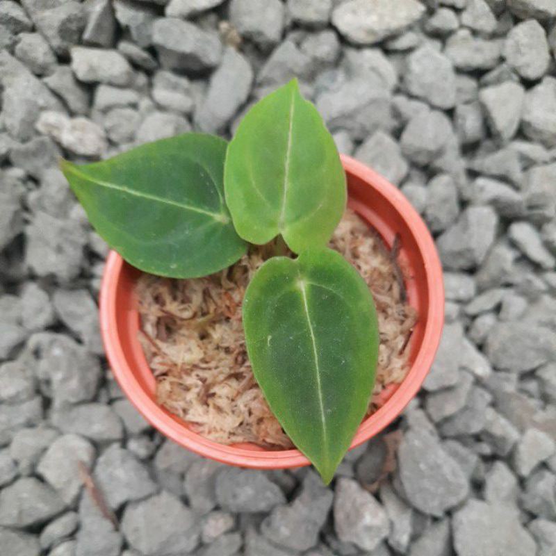 Kuping Gajah Buta asli | Anthurium Forgetii Original