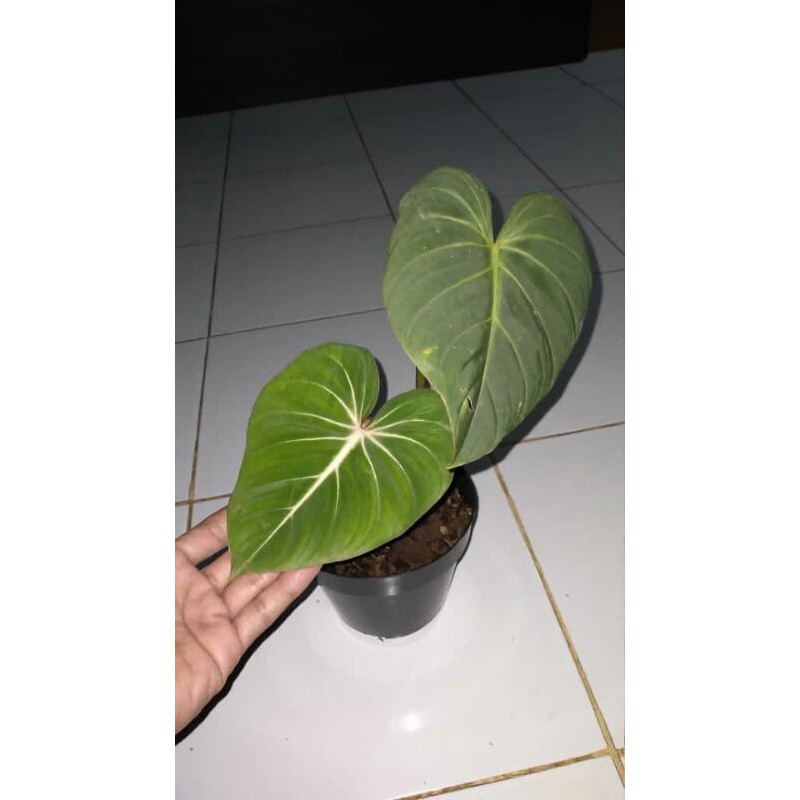 tanaman hias philodendron gloriosum-philodendron gloriosum-pohon/bibit philodendron gloriosum