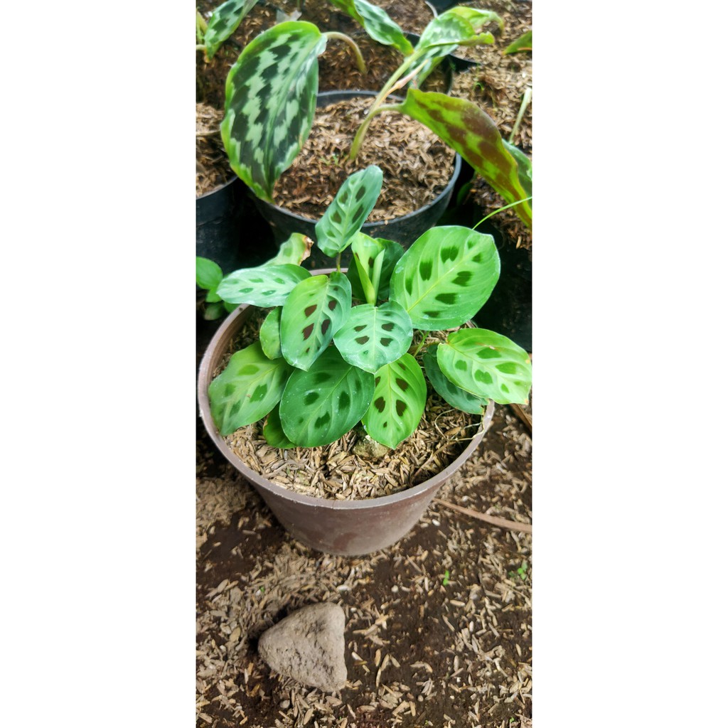 Calathea Maranta katak - tanaman hias bunga calathea /kalatea/chalatea levonero cantik berkualitas KEBUN KITA - BAKUL KEMBANG