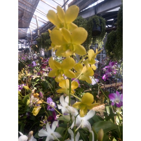 Anggrek Dendrobium Dewasa Berbunga Mix