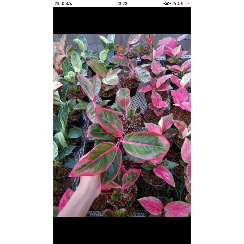 tanaman hias aglonema khanza - pohon induk khanza-aglonema khanza-khanza aglo-aglaonema khanza