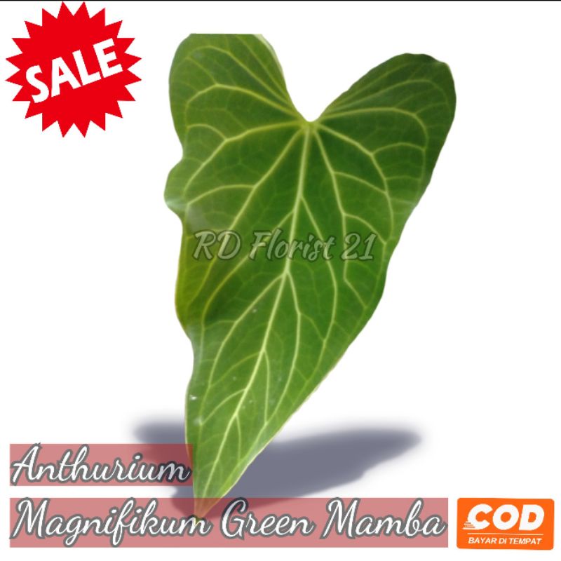 Anthurium Green mamba / Green mamba / Magnifikum /magnifickum / Kalong hybrid / Kuping Gajah / tanam
