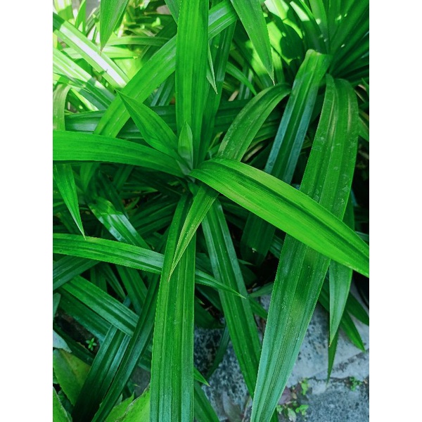 

2 pcs bibit tanaman pandan wangi segar