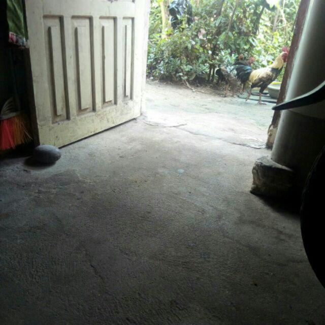 Jambu Air Black Kingkong Super