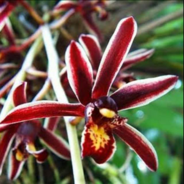 Paling murah Cymbidium bicolor Cymbidium murah Anggrek spesies asli jawa