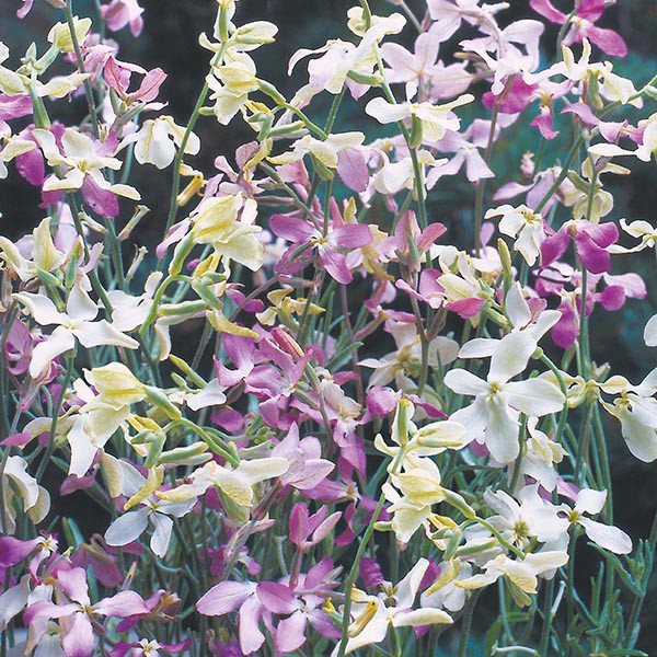 Benih Bibit Biji - Bunga Stock Night Starlight Scentsation (Matthiola longipetala) Flower Seeds - IMPORT