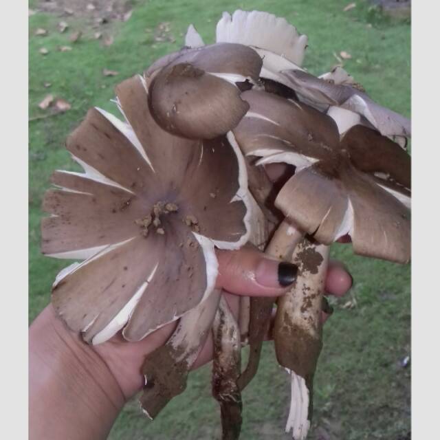 

Jamur bantilung makanan kalimantan