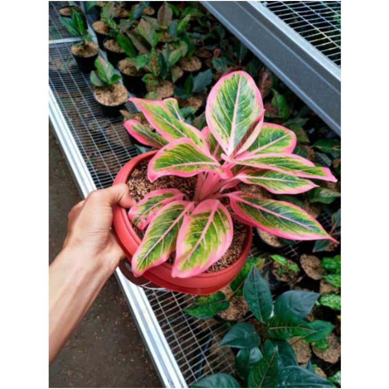 aglonema Lotus delight bonggol