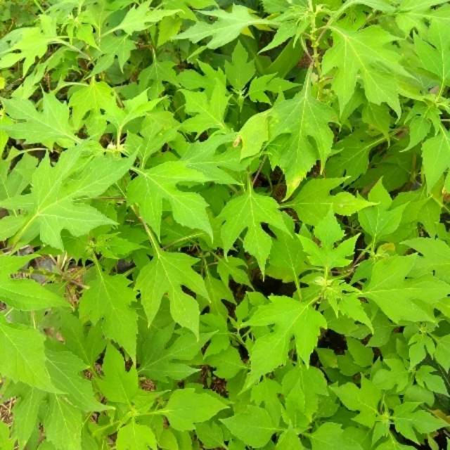 

Daun insulin fresh 1 kg