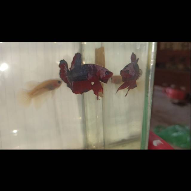 

Ikan Cupang Red Fancy
