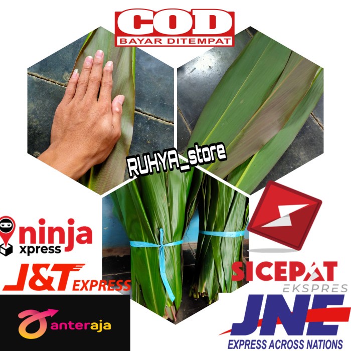 

Daun Andong 1 kg Bungkus Bakcang-bacang Daun Hanjuang fresh