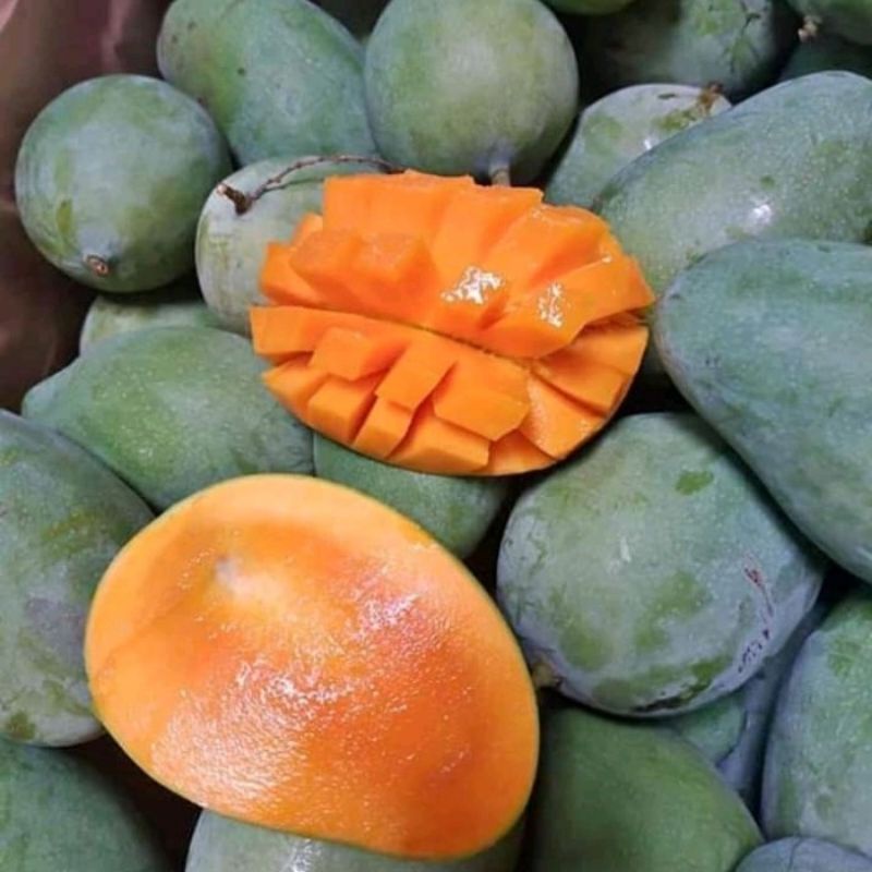 Mangga/Mangga Arumanis/Mangga gadung/Mangga matang/Mangga alpukat