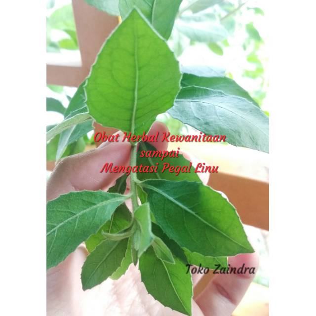 

Daun Beluntas / Luntas / Bluntas Per Pucuk Tangkai
