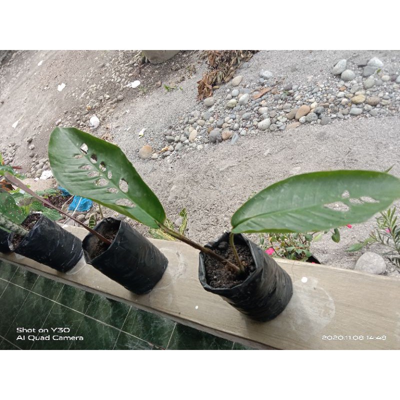 monstera duda bolong