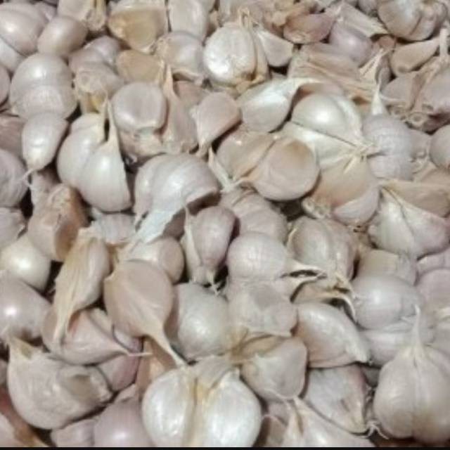 

Bawang kating 26.000/kg