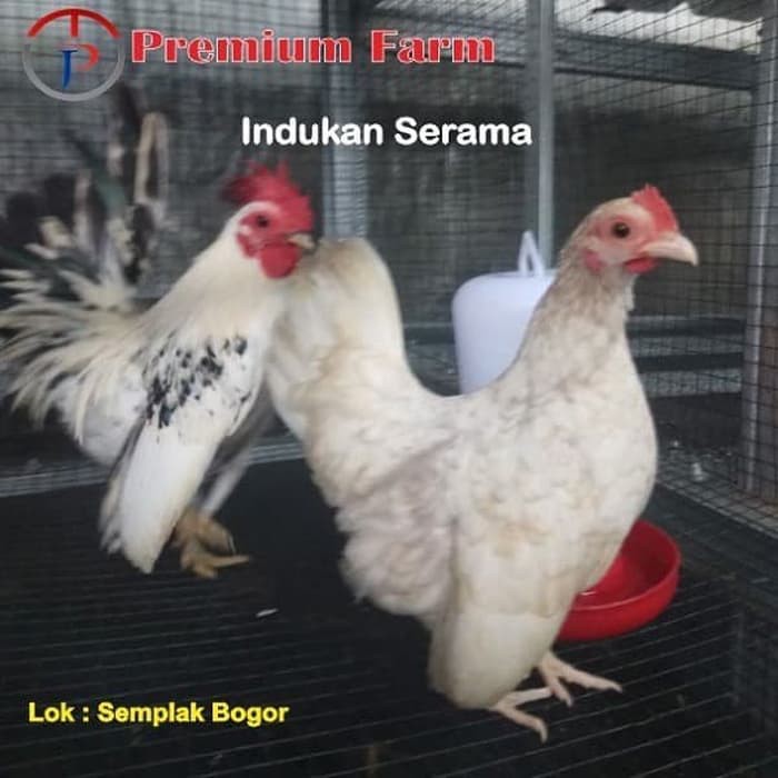 Ayam Serama 6 Bln Indukan Sepasang Ayam Hias Shopee Indonesia