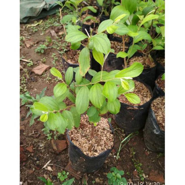 Bibit Tanaman Apel Putsa Atau Bidara India Xina