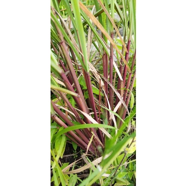 

serai merah/ serai wangi perbatang 2500 minimal order 10 batang