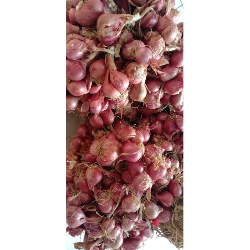 

bawang enrekang