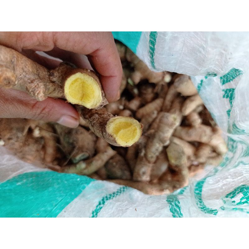 

UMBI HERBAL TEMU MANGGA 500g