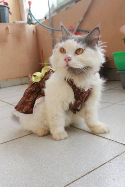 Dress chongsam coklat imlek 2019 untuk kucing dan anjing size S M L XL