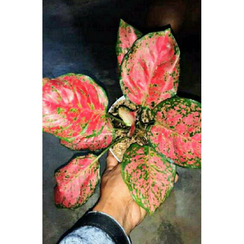 AGLONEMA DUT ANJAMANI MERAH SUPER