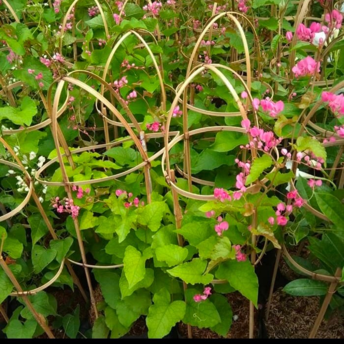 Tanaman hias air mata pengantin/tanaman rambat air mata pengantin