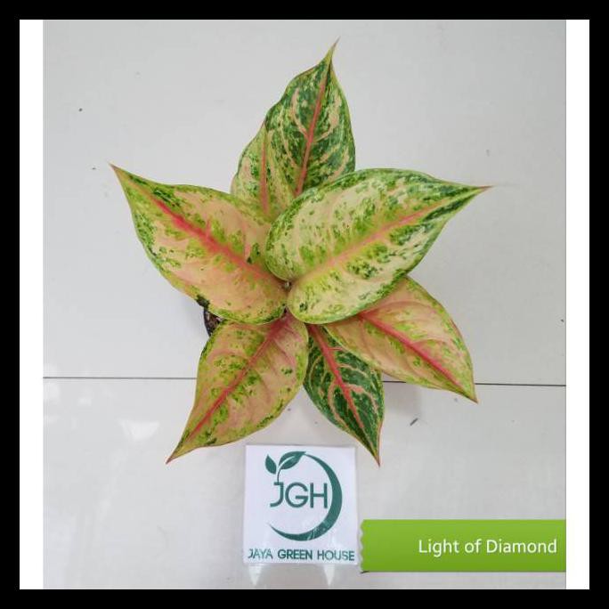 Aglonema Light Of Diamond (Lod)