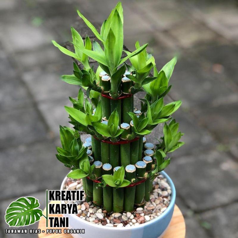 Tanaman hias bambu hoki susun - Tanaman bambu hoki bisa hidup di air