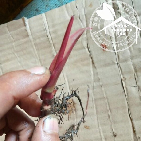 PROMO  bibit bonggol philodendron pink princes Berkualitas